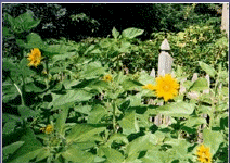 sunflower1.gif (67929 bytes)